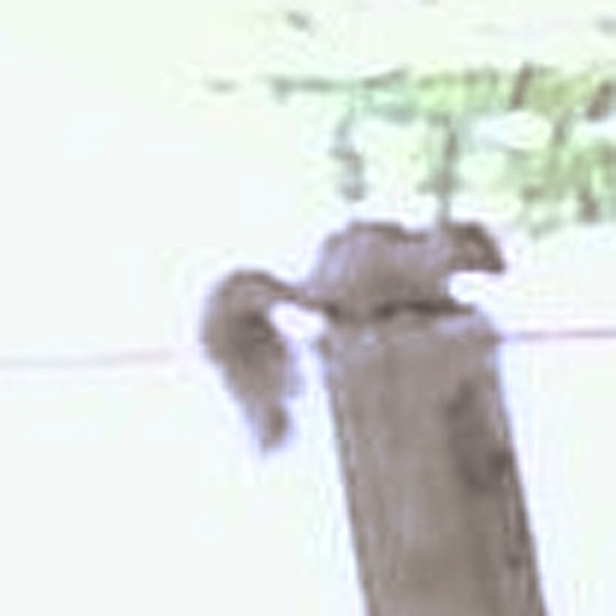 The squirrel of interest, sitting on top of the pole, tail curled down