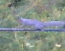 A crop the camera saved: is it the squirrel of interest?